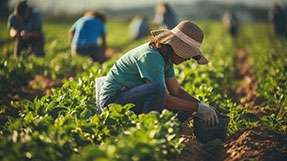 Agricultural Laborer