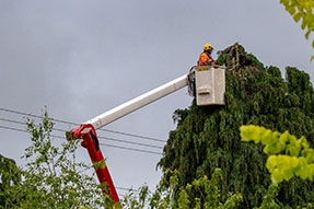 Arborist Tree Trimmer