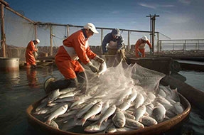 Commercial Fisherman